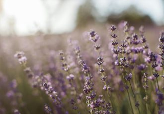 pexels-anastasia-shuraeva-5126456